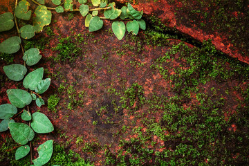 Moss is based on a moist orange brick. 
