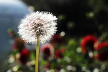 dandelion on a background of flower meadows