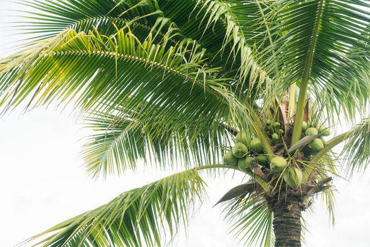 Palm tree on white sky background. © tonktiti