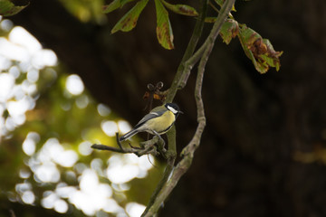 Great tit small bird on a branch in the forest