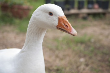Goose