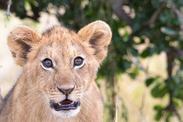 Portrait eines Löwenbabies in freier Wildbahn