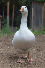 Goose walking