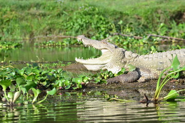 Cocodrilo con la boca abierta en un rio de Nepal