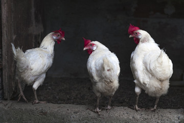 Three hens resting in the hen-house