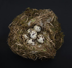 Quail eggs in the straw nest against a black background