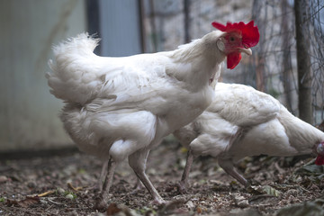 A white hen walking in the hen-house