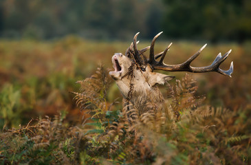 Red deer stag bellowing during the rutting season in autumn, UK