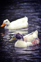 The happy duck couple