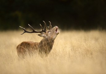 Red deer stag roaring during the rut in autumn, UK
