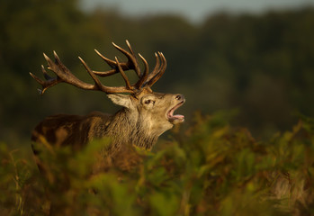 Red deer stag bellowing during the rut in autumn, UK