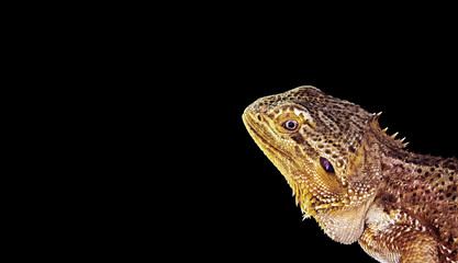 Closeup Bearded Dragon on Black Background