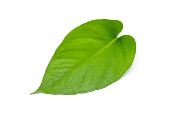 Fototapeta na wymiar green ivy leaves isolated on white background