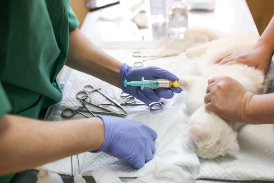Doctor Makes An Anesthetic Cat, Veterinary Clinic
