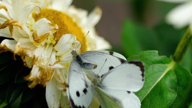 Pieris brassicae white butterfly