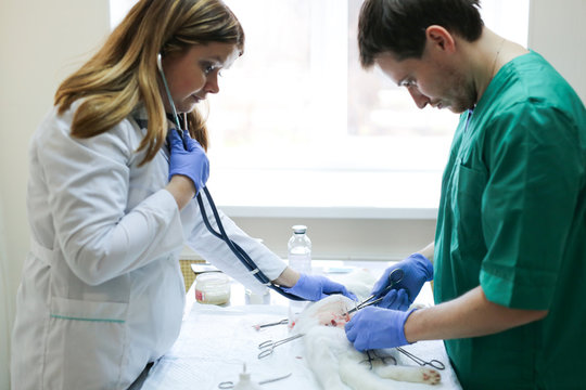doctor and assistant operate  cat  in veterinary