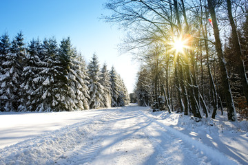 Winter trees and road in german forest with sunshine.