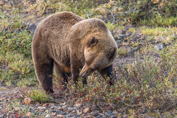 Grizzly Bear Feeding on Berries in Alaska