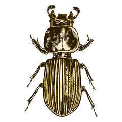 Color insects beetle bug. Colourful species in vintage old hand drawn stippling and hatching, shading style for Halloween. Engraved stipple woodcut. Vector.