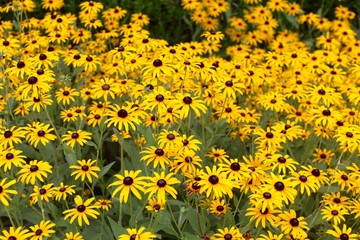 The black eyed susan flowers in the garden on a close up view.