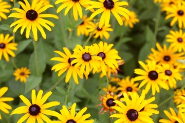 The yellow flowers in the garden on a close up view.