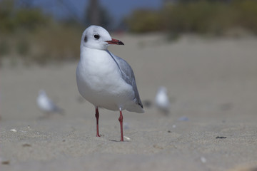 Seagull and a flock of seabirds on the shore