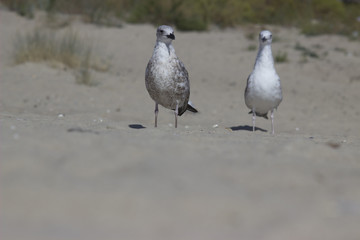 two sea birds on the beach