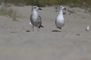 pair of seabirds