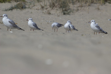 a flock of seabirds in the wild