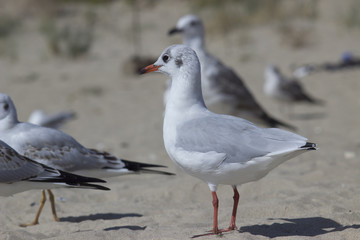 flock of seabirds