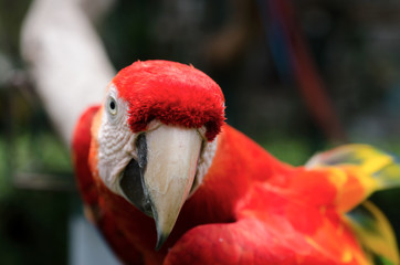 Red and Gold macaw parrot.