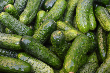 Cucumbers pickle fresh wet in summer for canning 2