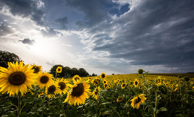 sunflower field after the storm