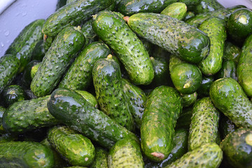 Cucumbers pickle fresh wet in summer for canning 3