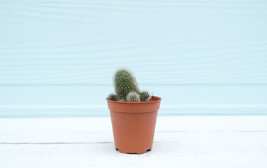 Cactus in pot on a wooden floor background 