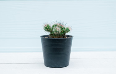 Cactus in pot on a wooden floor background 