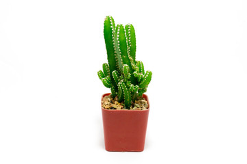Cactus in pot on a white background