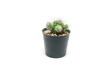 Cactus in pot on a white background