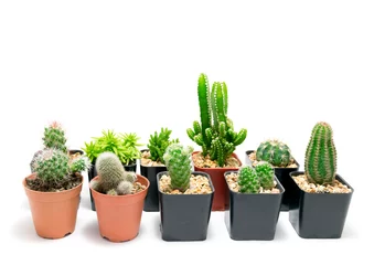 Fotobehang Cactus in pot Cactus in pot op een witte achtergrond