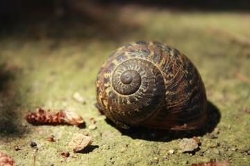 Caracol 