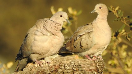 Eurasian Collared Dove (Streptopelia decaocto)