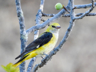 Golden Oriole (Oriolus oriolus)