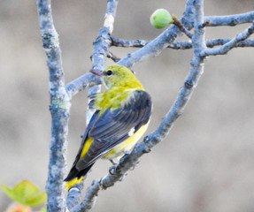 Golden Oriole (Oriolus oriolus)