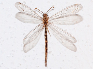 Antlion (Neuroleon ochreatus)