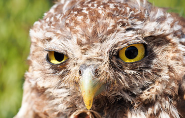 Little Owl (Athene noctua)