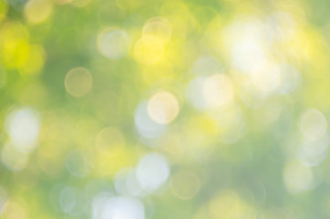 Fototapeta premium Copy space of nature green bokeh sun light flare and blur leaf abstract texture background.