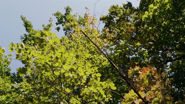 Baum mit Blättern und Wasserreflektionen