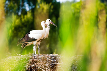 Storks