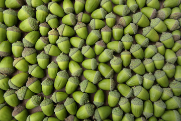 Oak acorns background. Top view of green oak acorns.
