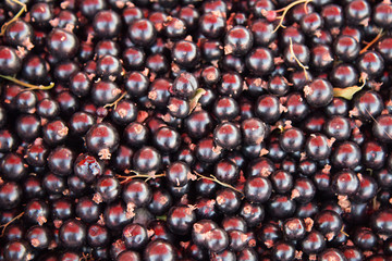 Fresh black currant Background